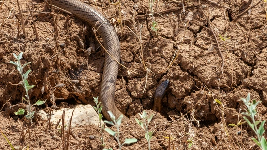 A brown Inland taipan slithering across cracked earth 