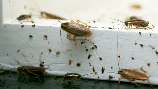 German cockroaches sitting on a windowsill